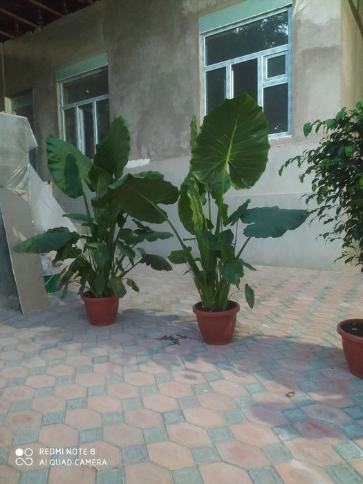 Ofis va xonadon uchun mos gullar sotiladi