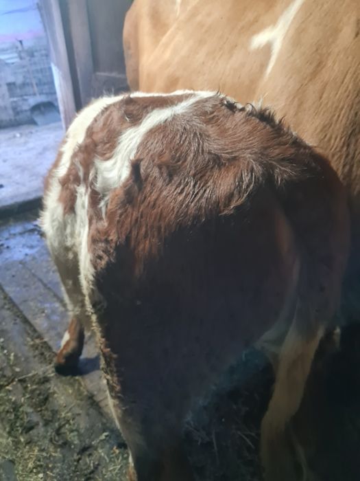 Vând vițea bălțată românească!