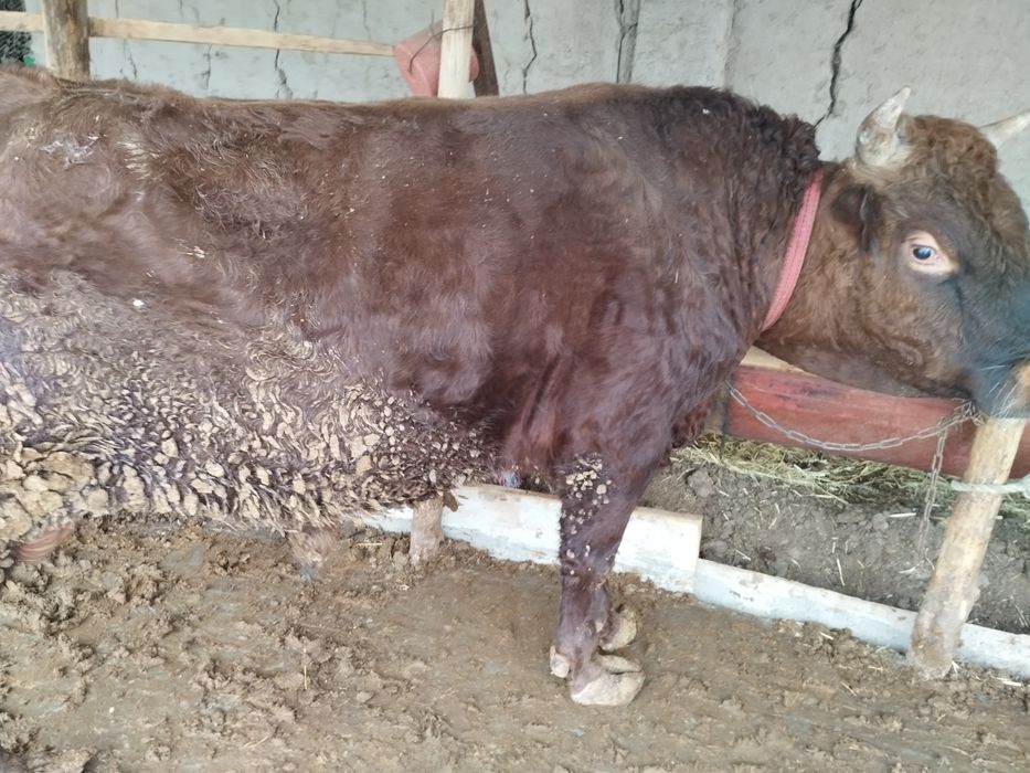 2 диш укиз емланиб дурипди