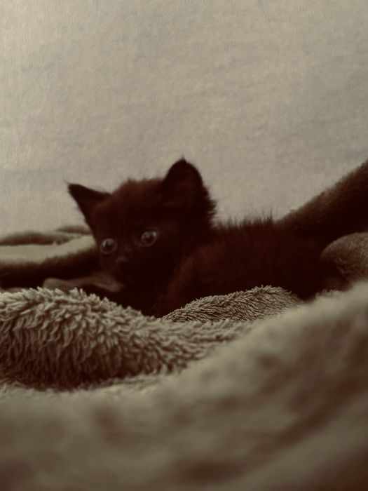 Отдам котенка (мальчика).