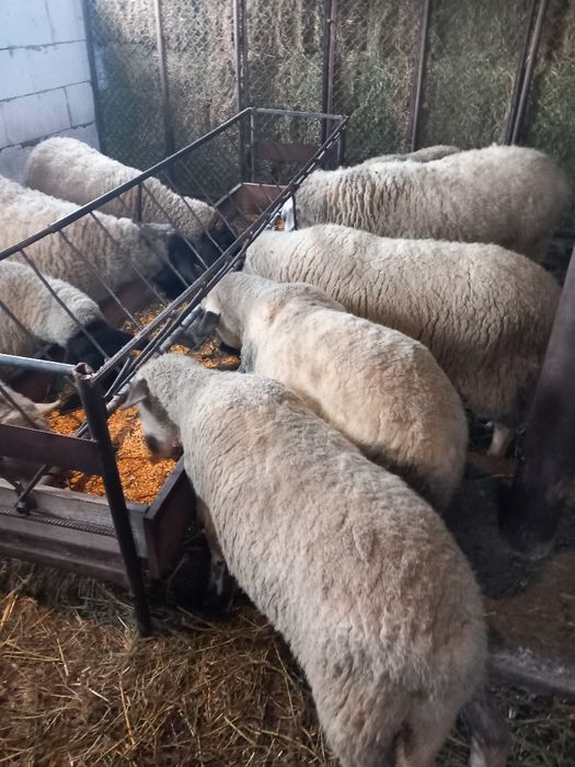 Vind 5 oi gestație și 4 mioare.