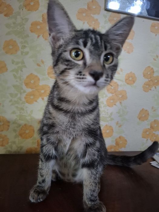 Котенок домашний