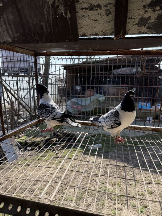 Porumbei si pauni pentru toata lumea