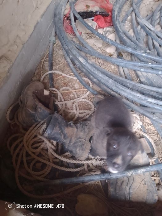 Осы күшік сатылады Ұрғашы