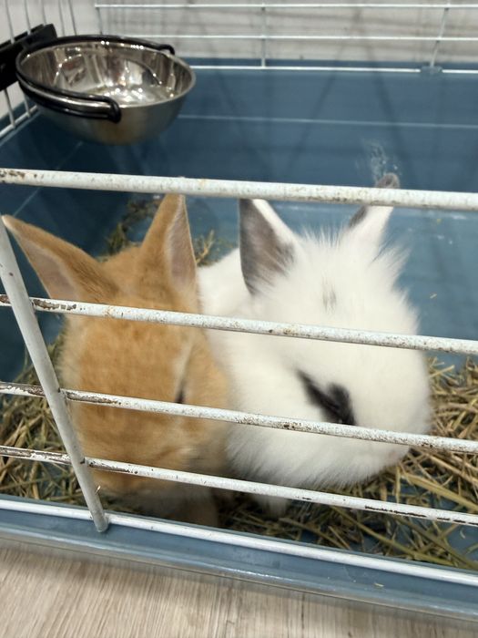 Кролики декоративные