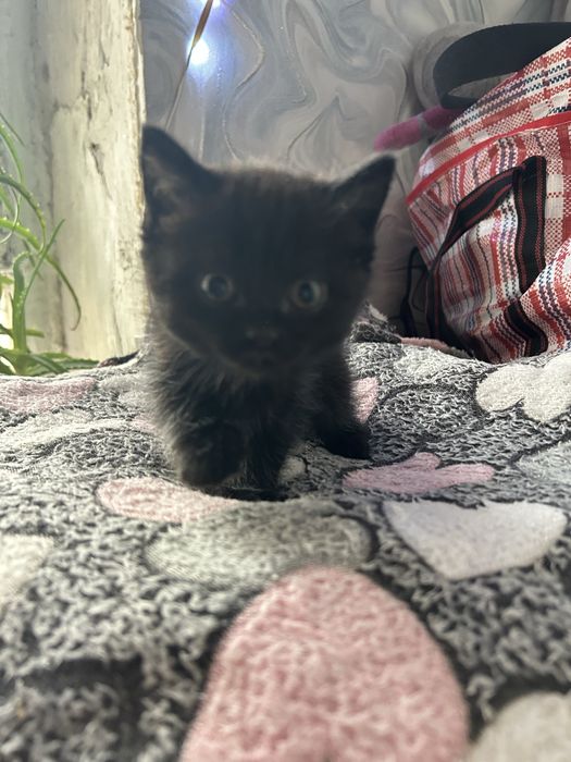 Котята британцы