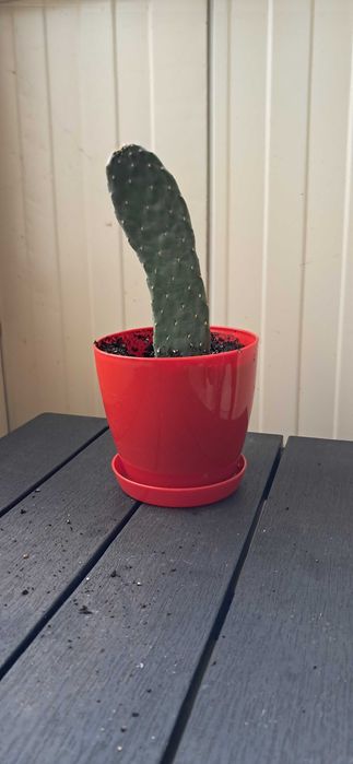 Кактуси, големи, красиви.