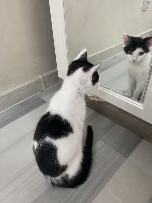 Котенок 4 месяца