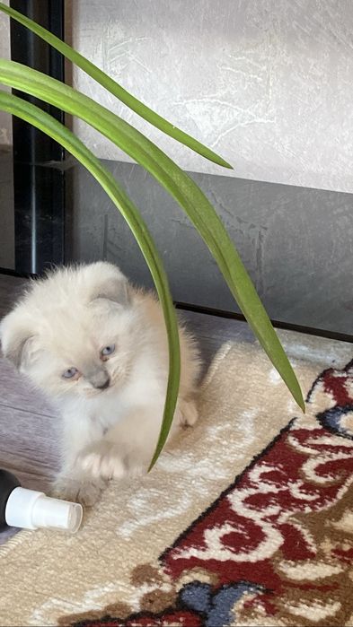 Кота в хорошие руки