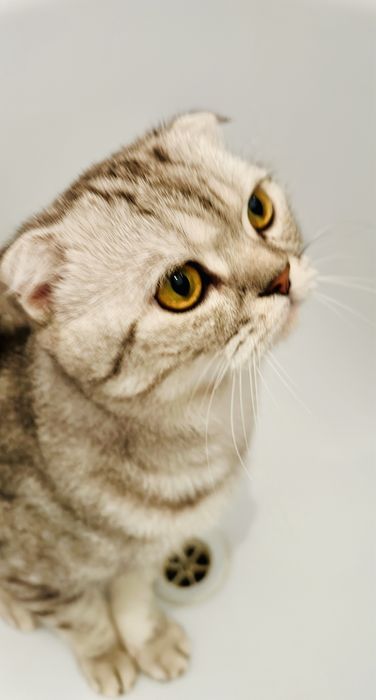 Опытный кот готов для вязки