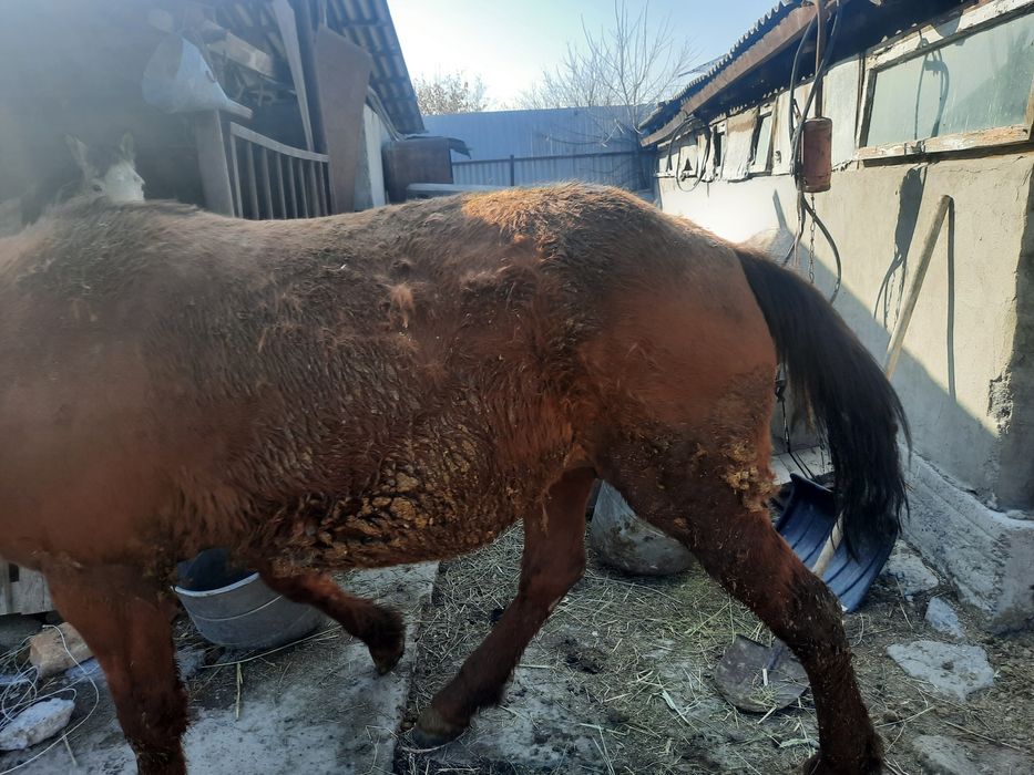 Семіз бие сатылады