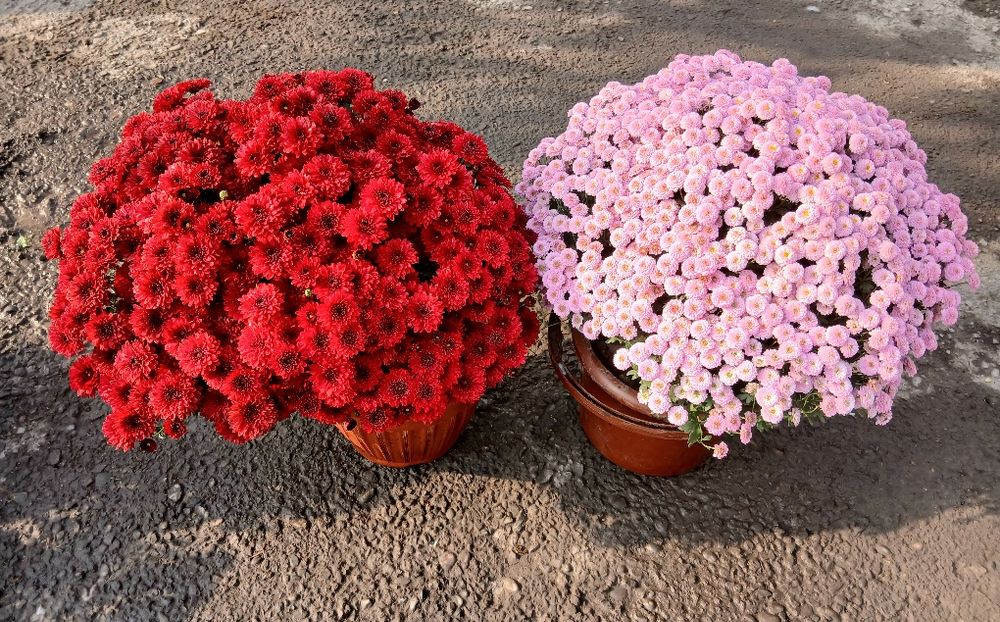 Корейский хризантема.