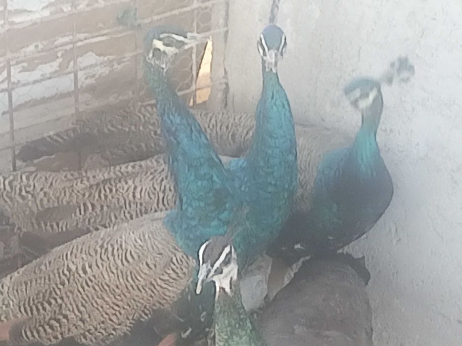 Păuni standard de vânzare