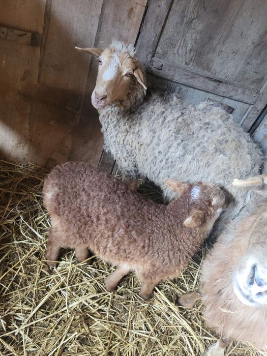 Кой козысмен сатылады