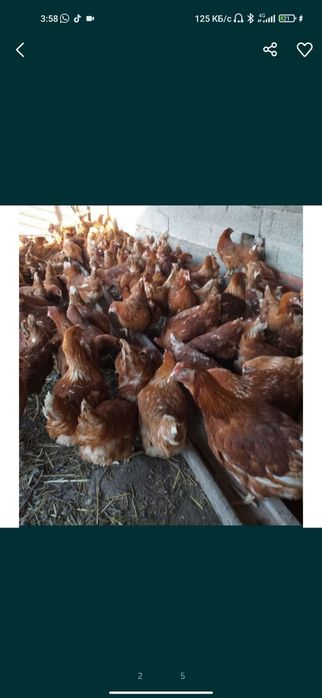 Курочки ломан Браун