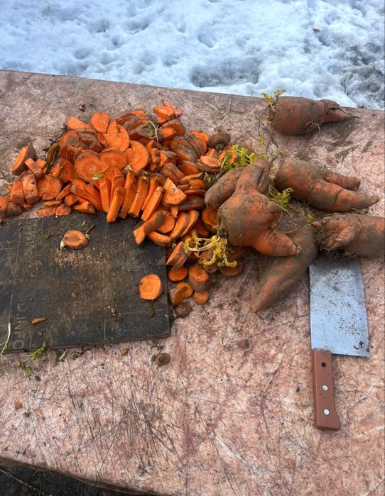 продам кормовой морковь