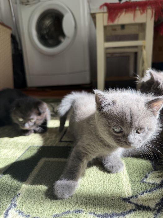 Продам шотландских  котят