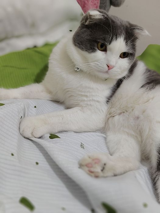 Zotdor mushuk vyazkaga beriladi