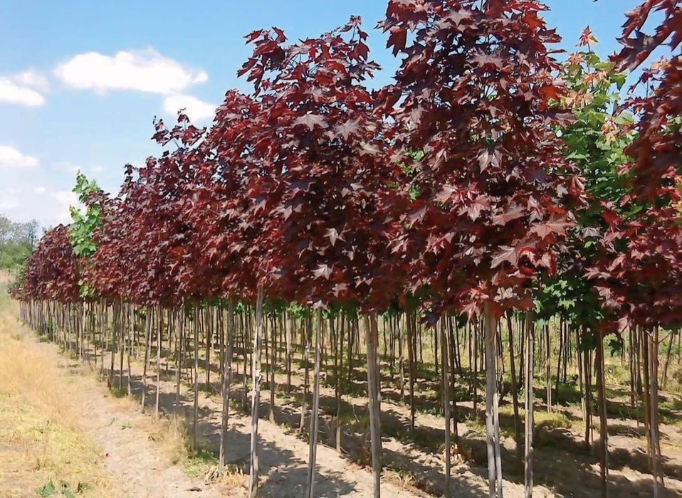 Яблони Груши сливы ясень дуб липа