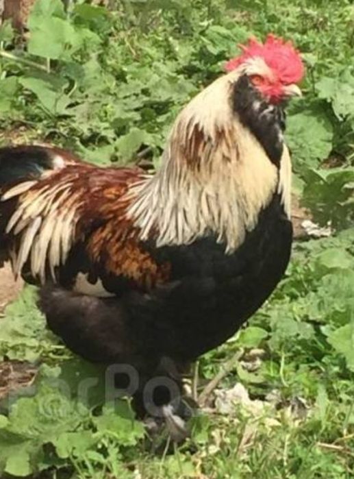 Продам домашние петухи