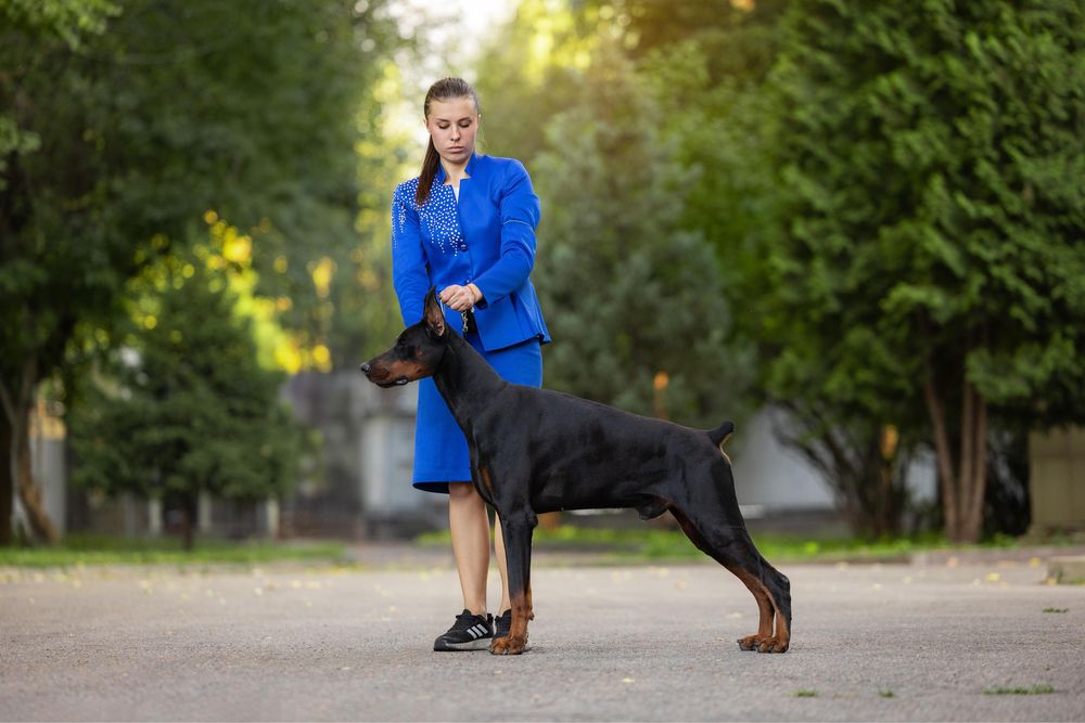 Продам щенков добермана