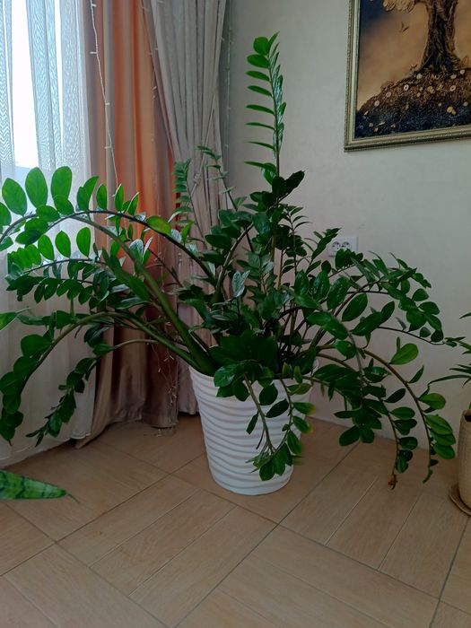 Продам Замиокулькас, денежное дерево