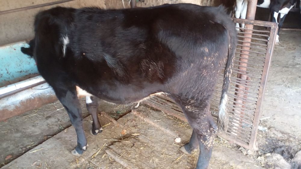 Gʻoʻnajin sotiladi