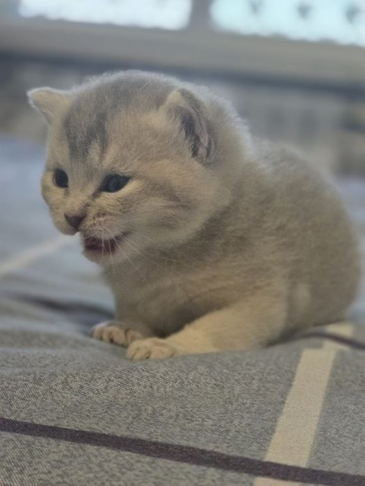 Продам семейку кошек и котят