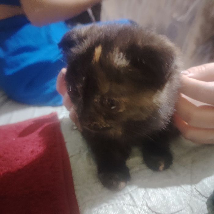 кошка британской. 500000сум