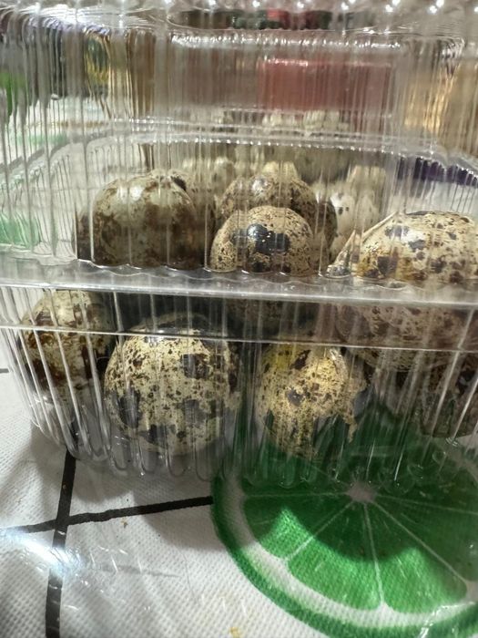 Яйцо перепелок, домашние