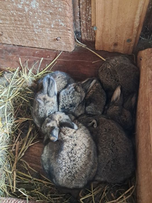 Vand iepuroaica berbec german