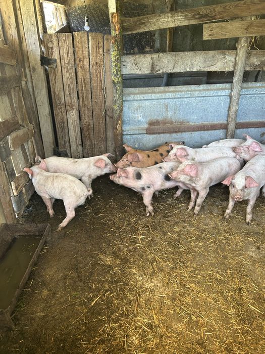 Продавам прасета