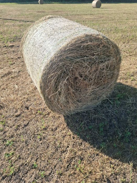 Baloți de lucernă 120/150
