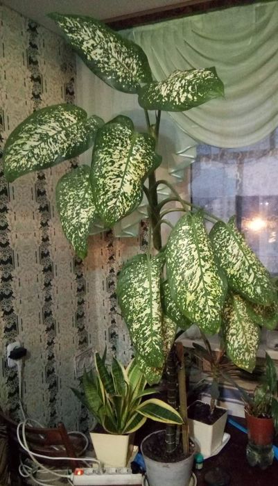 Комнатные цветы продам