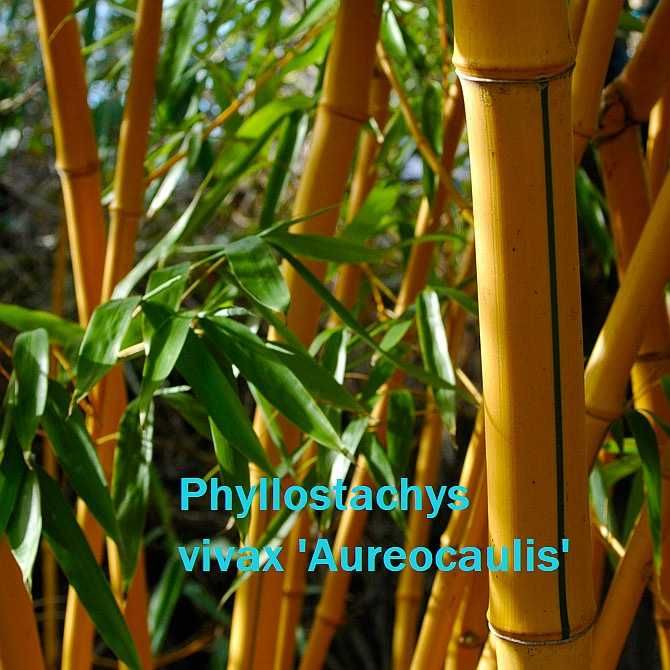 Бамбук студеноустойчиви видове в София