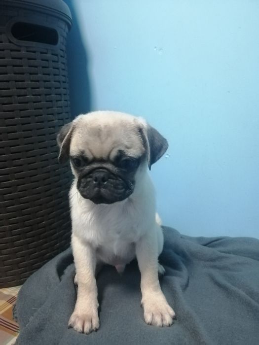 Чуда малышимопсята