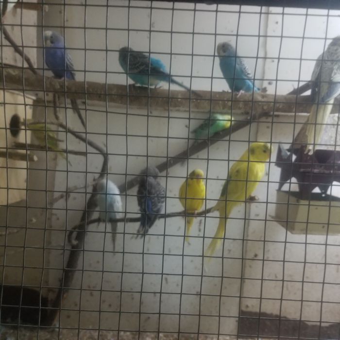 Продлю волнистых попугай есть взрослые и молодые