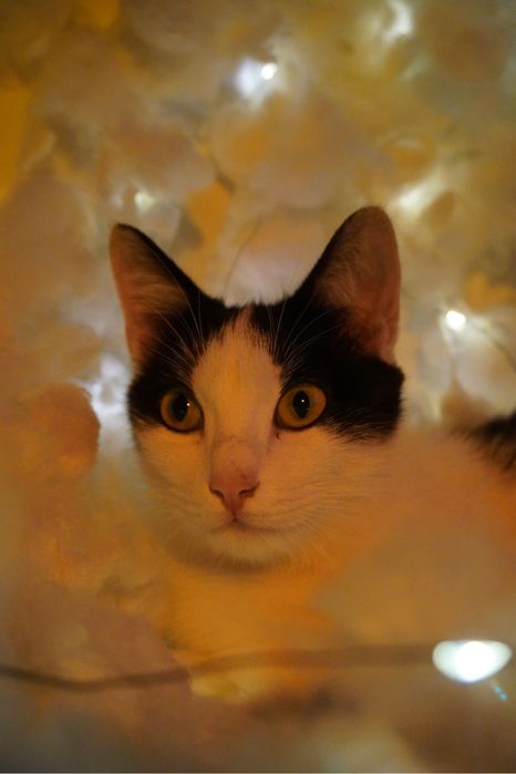 Кошка в добрые руки