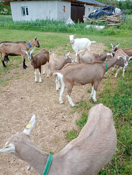 Iedute toggemburg genetica Austria 
Pret 300 euro bucata.  In Baia Mare.  Maramures 
0741681163