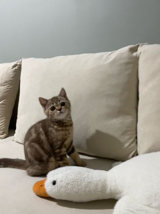котенок шотландской породы девочка
