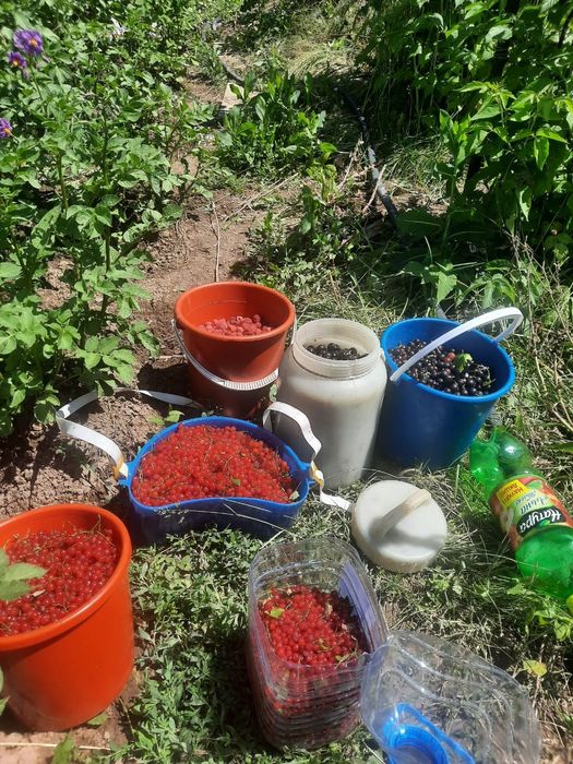 Продам дачу в садовом обществе Казахстан