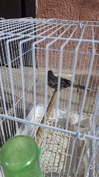 Канарейка красный дерево