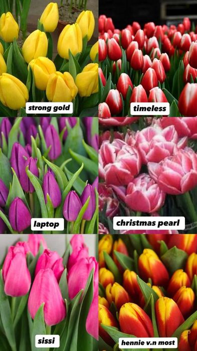 Тюльпаны 7 расцветок