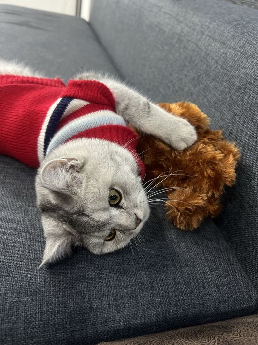 Ismi dudu, sog”lom