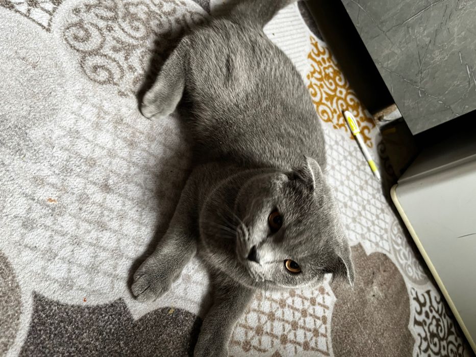 Scottish fold toza paroda