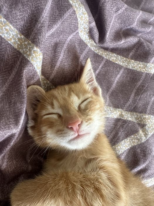 Рыженький котенок