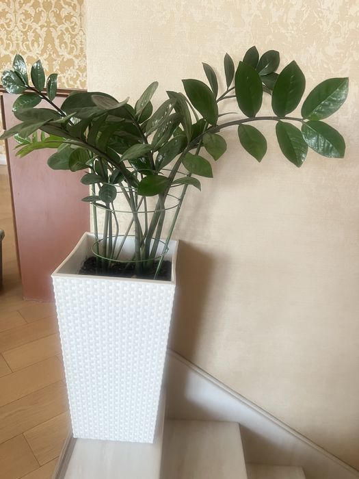 Живые цветы для офиса