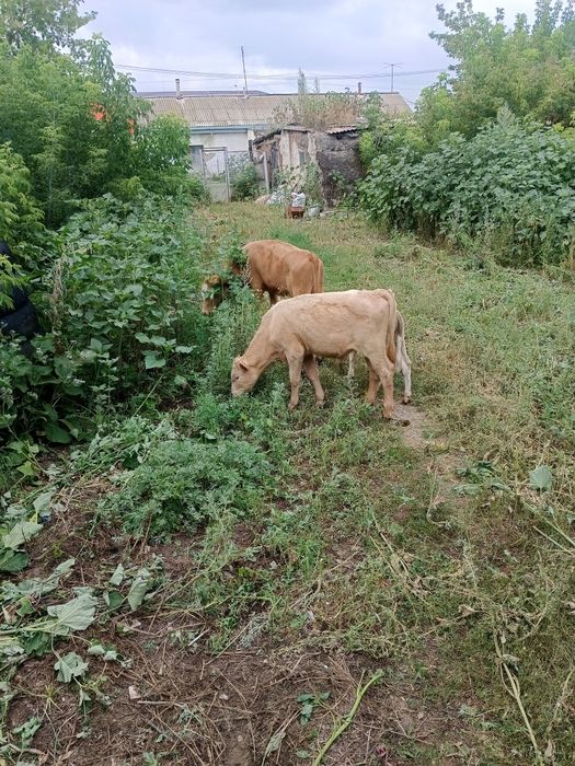 Срочна Продам телят