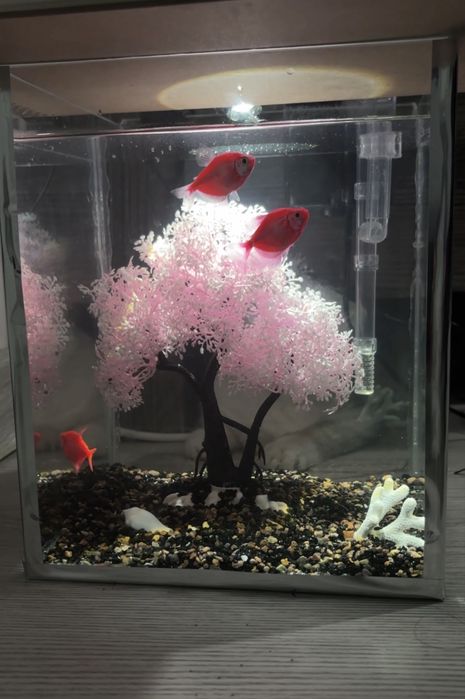 Аквариум + декор + 3 шт риба + фильтр+ корм