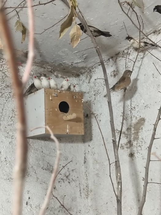 Амадинкалар сотилади оптом хаммаси Бир жойда